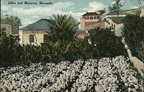Ljiljani i banane, Bermuda Bermuda originalna antička razglednica 1914
