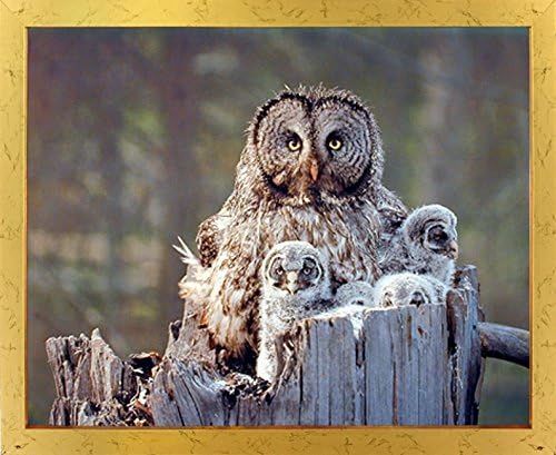uticajpostersallery great Grey Owl Family Bird Wildlife Animal Wall Decor Art Print Poster